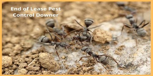 Best Pest Control Services