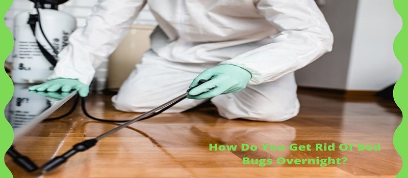 professional Bed Bug exterminator Downer